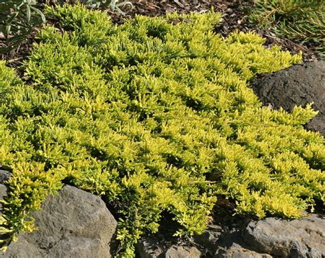 Можжевельник Голден Карпет горизонтальный. Описание, фото, отзывы