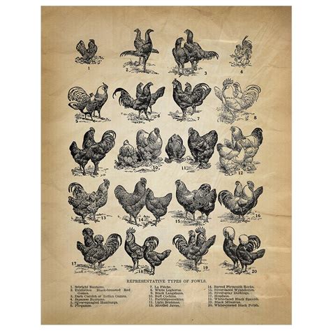 Fowl Breeds Poster Types of Fowl Art Chicken Breeds Chart Chicken Breed Poster Chicken Poster ...