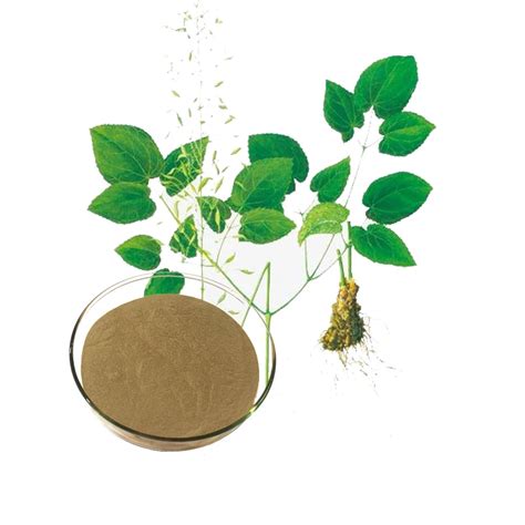 Botanic Horny Goat Weed Powder Epimedium Extract Icariin Buy Horny