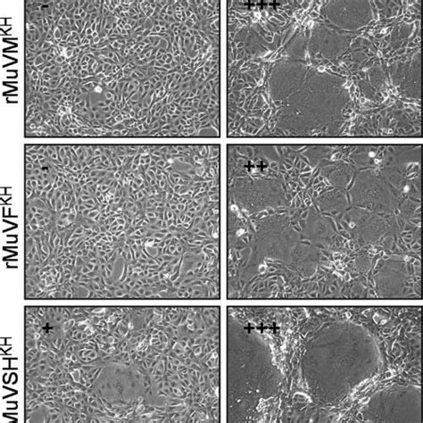 Syncytia Produced By Recombinant Viruses On Vero Cells Vero Cells Were Download Scientific