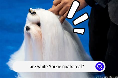 Are White Yorkie Coats Real? (with Photos) - OodleLife®