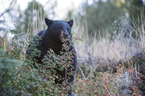 Black Bear and Berries | Sean Crane Photography