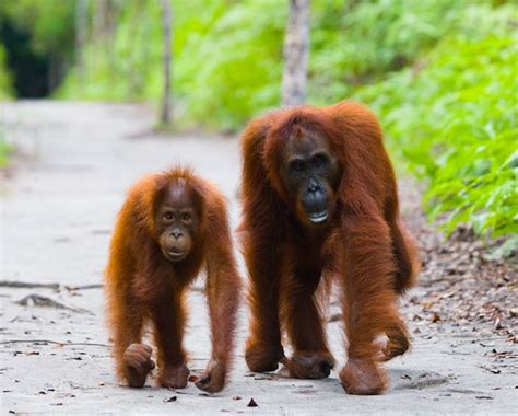 Hembra Del Orangut N Con Un Beb En Un Sendero Pose Divertida Imagen