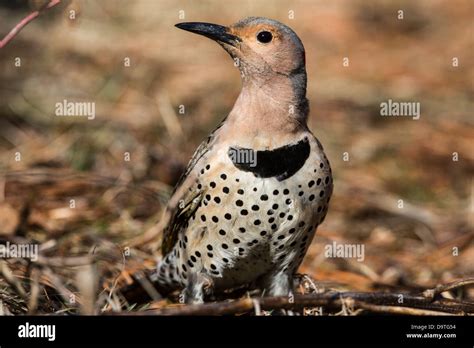 Northern Flicker - female Stock Photo - Alamy