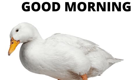 Duck Good Morning Images Free Download