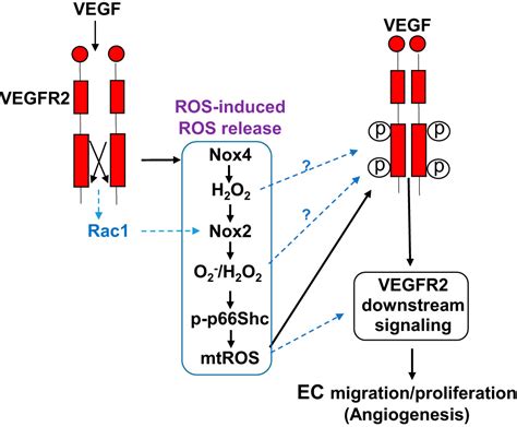 Ros Induced Ros Release Orchestrated By Nox Nox And Mitochondria In