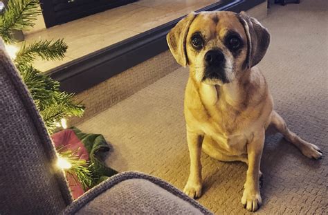 Chloe Is Ready For Christmas 🎄 Rpuggle