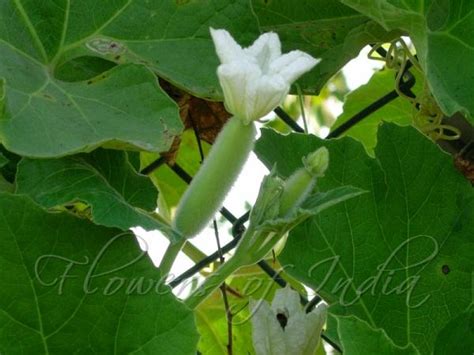 Lagenaria Siceraria Bottle Gourd