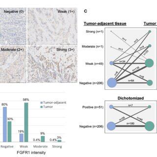 Immunohistochemistry Evaluation Of Fgfr Expression In Tumor Adjacent