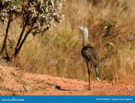 Kuifseriema Red Legged Seriema Cariama Cristata Stock Photo Image