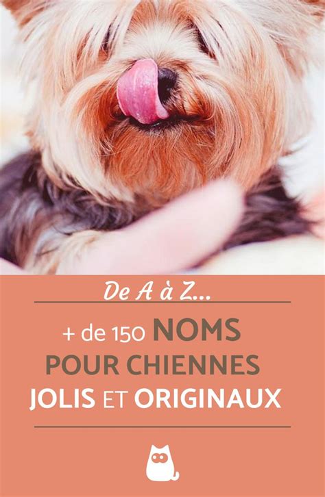 Quelle Lettre Pour Les Chiens En 2024 Lettres De Partage