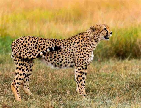 Cheetah |Fastest Species Profile, Guide, Amazing Fun Facts