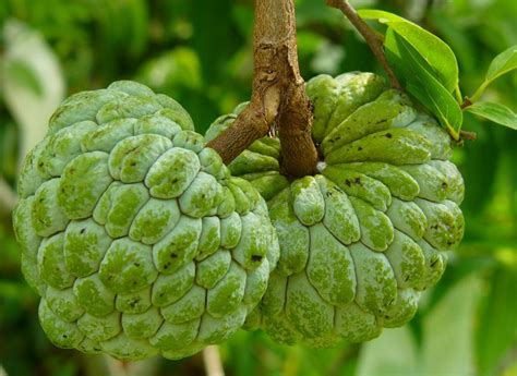 15 Proven And Amazing Health Benefits Of Custard Apples Reckon Talk