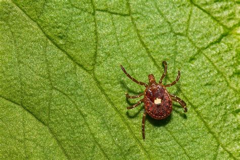 Types Of Ticks In Florida With Pictures House Grail