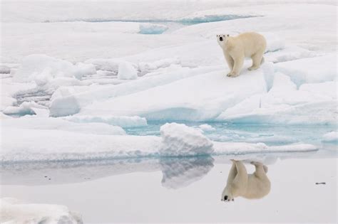 Sea Ice Will Soon Disappear From The Arctic During The Summer Months