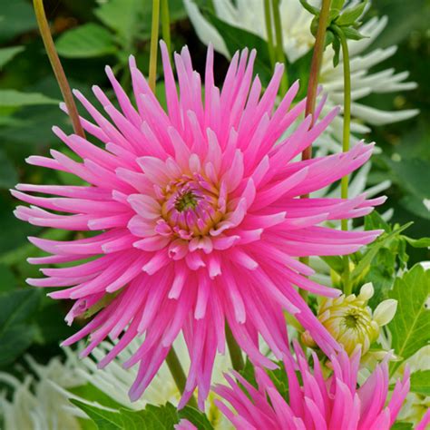 Bulbes Dahlia Park Princess Dahlia Cactus Nain En Vente Pépinière