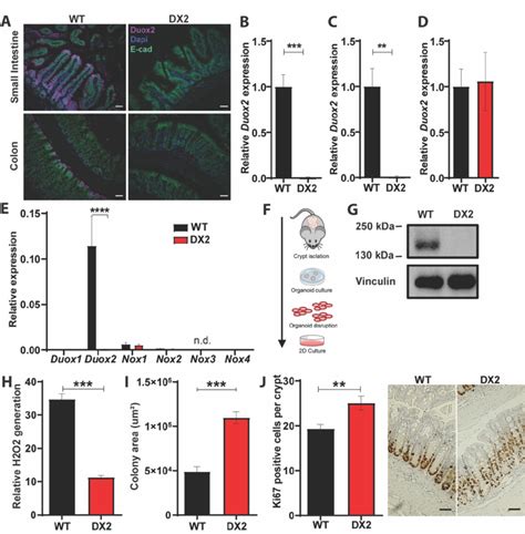 Duox2 Controls Epithelial Proliferation And Ros Production A The