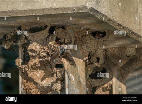 Mud Nests Hi Res Stock Photography And Images Alamy