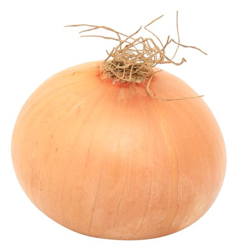 Onion PNG Image - PurePNG | Free transparent CC0 PNG Image Library