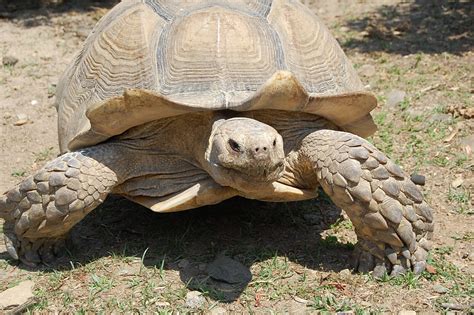 Enclos Tortues De Terre Univers Reptiles