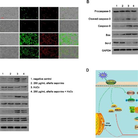 Cell Apoptosis Analysis Of Ipec J2 Cells A Annexin Vpi Staining Was