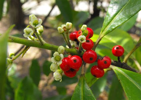 Yerba Mate Plant Ilex Paraguariensis Care And Growing Guide