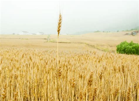 campo  mais immagine stock immagine  campo cornuto