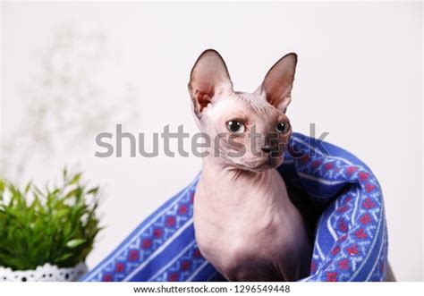 Naked Cat Breed Canadian Sphinx Sitting Stock Photo Shutterstock