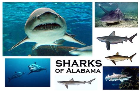 Meet 16 sharks found in Alabama coastal waters - al.com