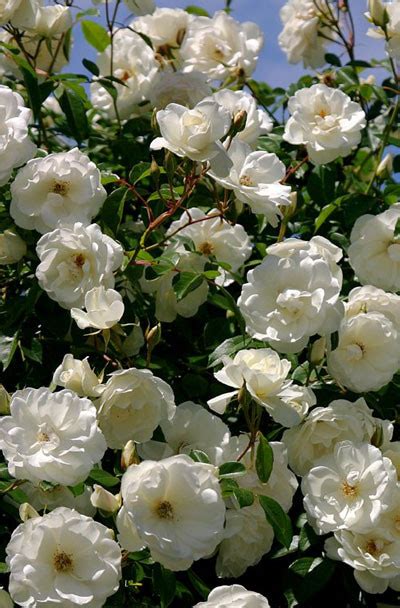 Роза плетистая "Мон Блан" – фото, отзывы, характеристики в интернет ...