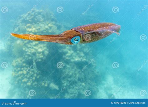 Caribbean Coral Reef Swimming Squid Stock Photo - Image of background, sunbeam: 127016226