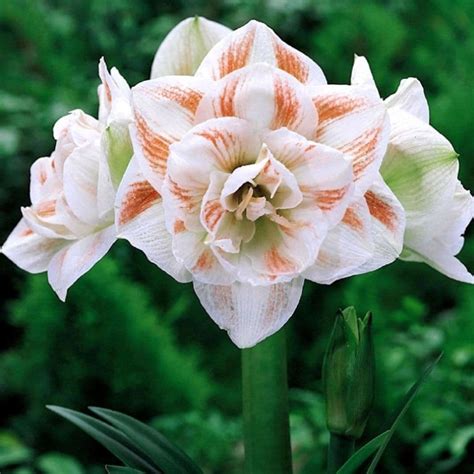 Indoor Amaryllis Hippeastrum Nymph Double