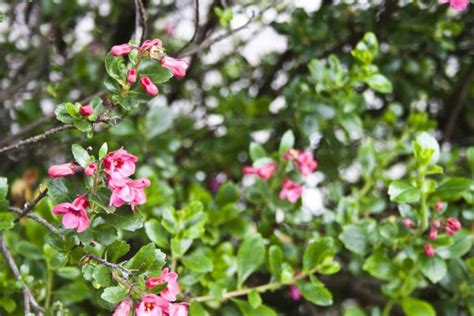 Free Images Nature Outdoor Blossom Growth Bunch Field Meadow