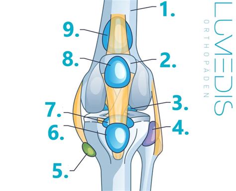 Bursitis Infrapatellaris Lumedis Ihre Kniespezialisten