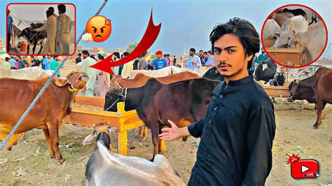 FINALLY MANDI LAG GAI LAKIN JANWAR BHOT TAZ WATCH FULL VLOG