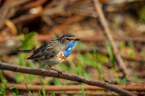 El pechiazul luscinia svecica es un pequeño pájaro paseriforme de