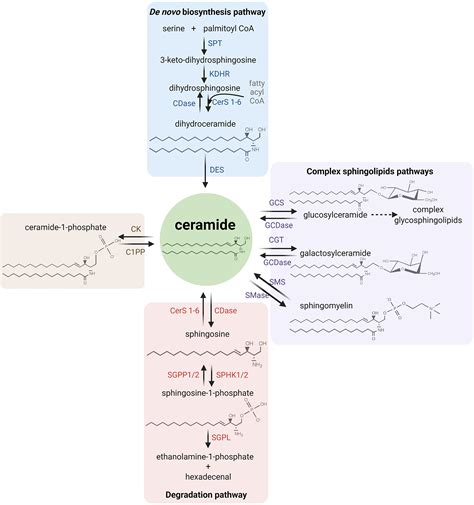 Frontiers The Role Of Sphingolipids Metabolism In Cancer Drug Resistance