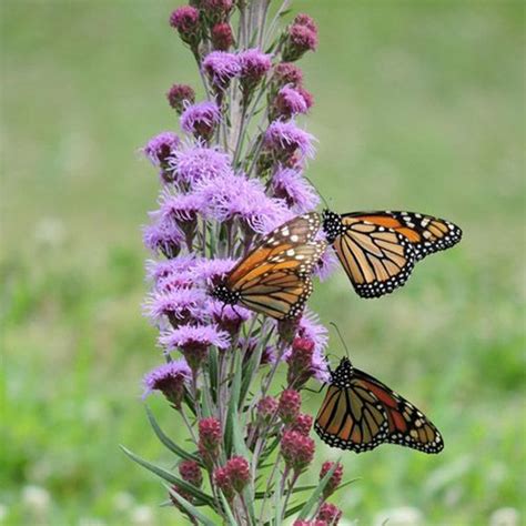 Gayfeather Rough Blazing Star Button Blazing Star Liatris Aspera