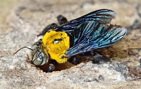 Stinging Insects Common Pest Identification In Waltham Ma