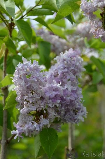 Syringa Vulgaris Niebo Moskwy Lilak Pospolity