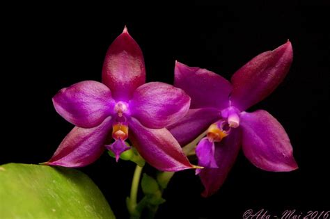 Phalaenopsis Shingher Pure Love