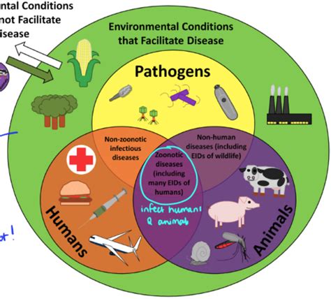 One Health And Zoonotic Diseases Flashcards Quizlet