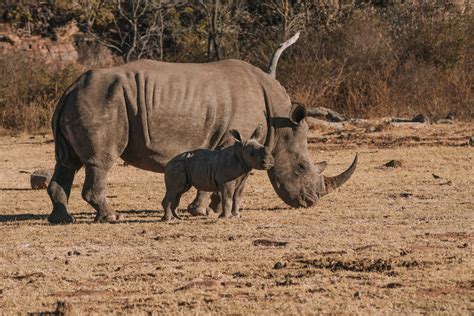 The Best Place To See Rhinos Plan To Wander