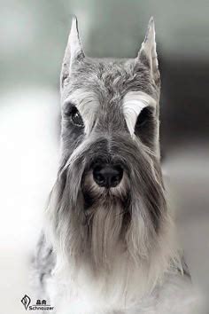 Cortes Schnauzer