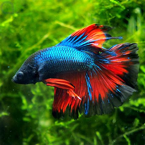 Kampffisch Halfmoon Tricolor Betta Splendens Aquapro