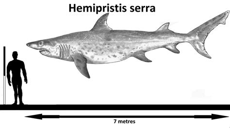 Hemipristis Serra By Teratophoneus On Deviantart