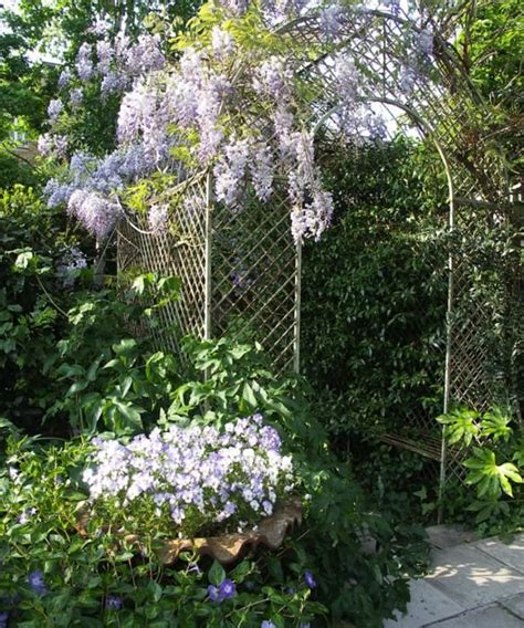 57 Best Iron Trellis Wisteria Images On Pinterest Landscaping