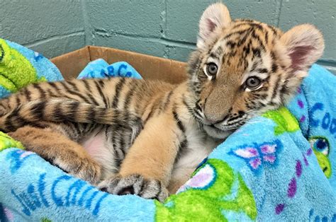 Adorable Baby Tiger Cub Cam Is Here to Give You a Break from Work