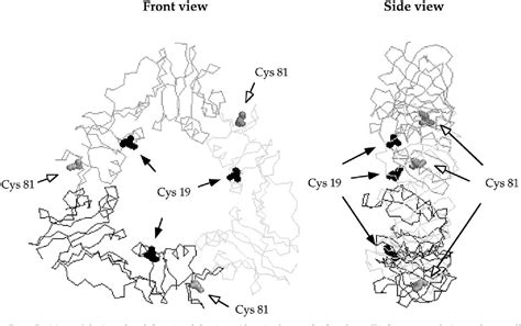 Figure 1 From Structural Analyses Of Gp45 Sliding Clamp Interactions