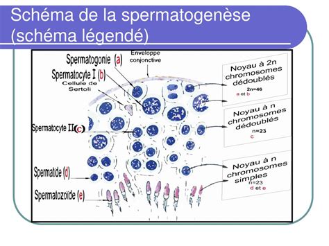 Ppt Physiologie De La Reproduction Chez Lhomme Powerpoint